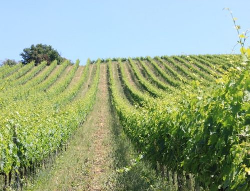 Appello al GOVERNO: “puntiamo sulla transizione ecologica dell’agricoltura italiana ed europea”